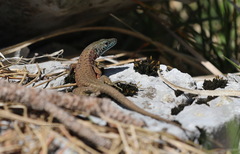 Algyroides nigropunctatus