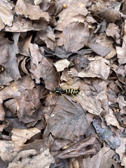 Ctenophora flaveolata