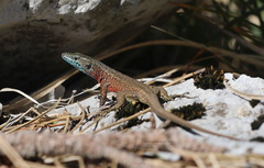 Algyroides nigropunctatus