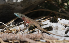 Algyroides nigropunctatus