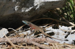 Algyroides nigropunctatus