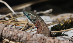 Algyroides nigropunctatus