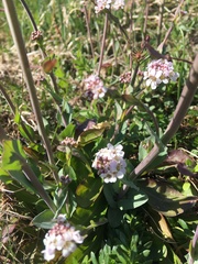 Noccaea caerulescens