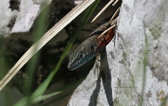 Algyroides nigropunctatus