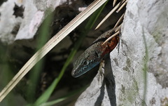 Algyroides nigropunctatus