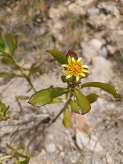 Borrichia arborescens