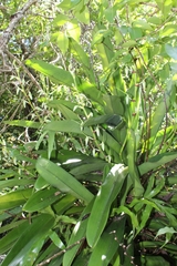 Angraecum eburneum image