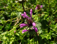 Lamium amplexicaule