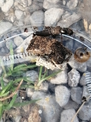 Ocypus aeneocephalus