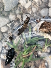 Ocypus aeneocephalus