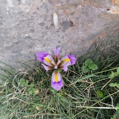 Iris unguicularis cretensis