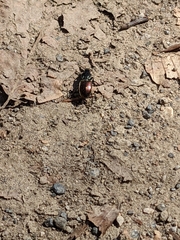 Pterostichus bicolor