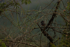 Laniarius erythrogaster