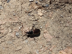 Pterostichus bicolor