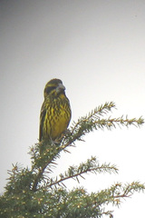 Mycerobas melanozanthos