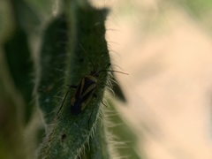 Plagiognathus moerens