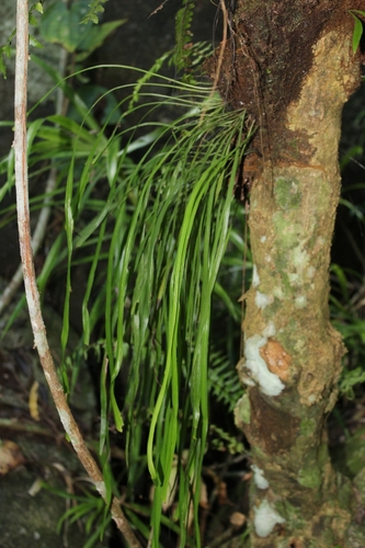 Haplopteris zosterifolia iNat (3)