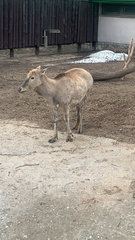 Cervini