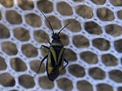 Plagiognathus moerens