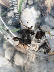 Ocypus aeneocephalus