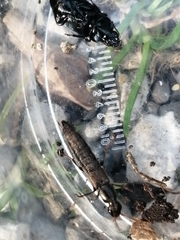 Ocypus aeneocephalus