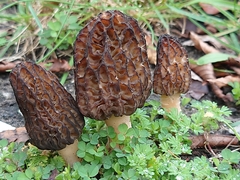 Morchella angusticeps