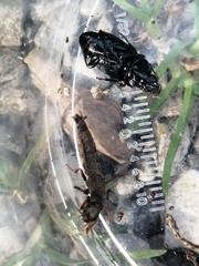 Ocypus aeneocephalus