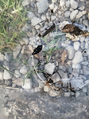 Ocypus aeneocephalus