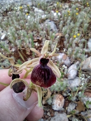 Ophrys helenae