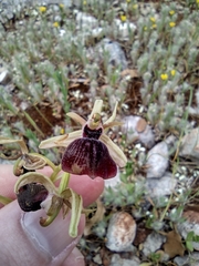 Ophrys helenae