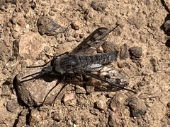 Thevenetimyia tridentata