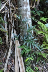 Microsorum scolopendria