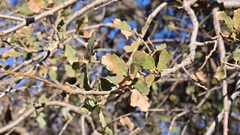 Quercus × alvordiana