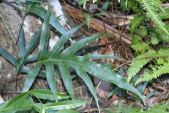 Microsorum scolopendria