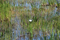 Hymenocallis tridentata