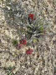 Castilleja scabrida scabrida