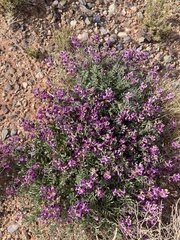Astragalus desperatus