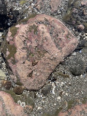 Clathromorphum circumscriptum