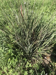 Yucca louisianensis
