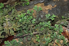 Selaginella fissidentoides image