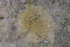Caloplaca ruderum