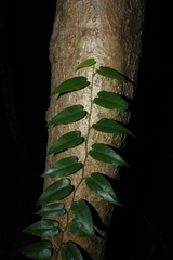 Piper borbonense