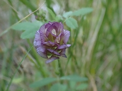 Trifolium grandiflorum
