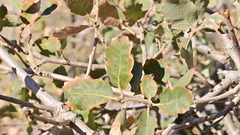 Quercus × alvordiana