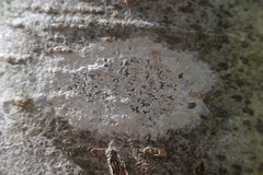 Phaeographis smithii