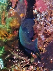 Acanthistius serratus