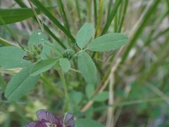 Trifolium grandiflorum