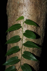 Piper borbonense