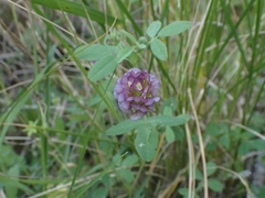 Trifolium grandiflorum