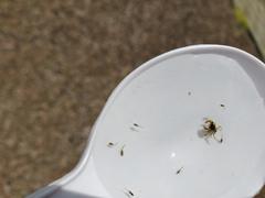 Lophopanopeus bellus